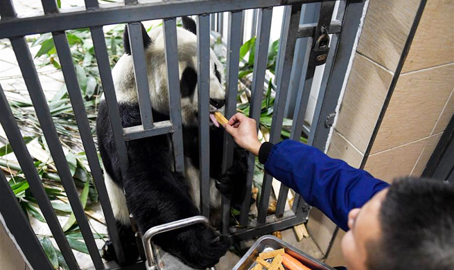 Here comes the winter! How do a pair of pandas live in the frozen north?