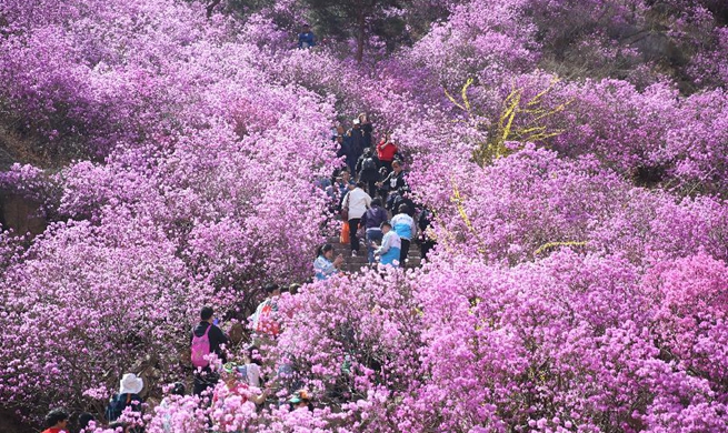 Tourists enjoy spring flowers across China