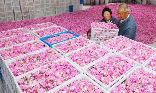 Rose planting benefits farmers in village of east China's Jiangsu