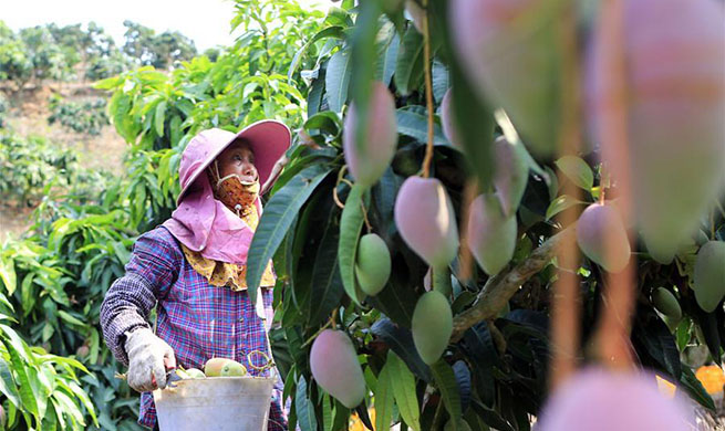 Sanya develops mango industry with great efforts