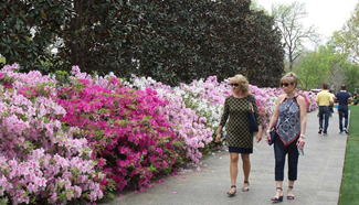 Flower show "Dallas Blooms: Flower Power" held in U.S.