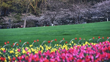 Tulip, cherry flowers in full blossom in China's West Lake scenic area