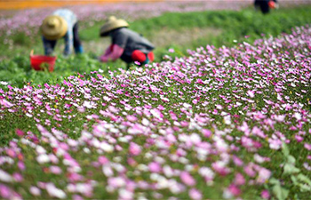 In pics: Qiongbei grassland in south China's Hainan