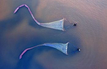 Brine shrimp harvested in north China's Shanxi