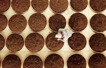 Workers deal with yellow tea leaves in Huoshan County, east China's Anhui