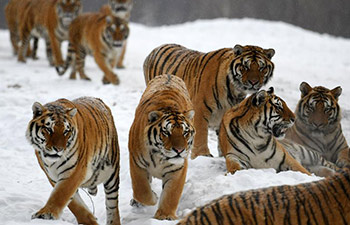 Siberian tigers play at China Hengdaohezi Feline Breeding Center