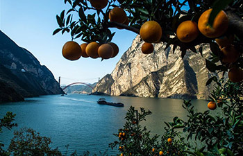 Navel orange harvested in Zigui County, China's Hubei