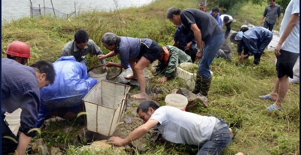 臺(tái)風(fēng)過(guò)境致浙江溫嶺魚(yú)塘漏水 上千斤對(duì)蝦遭哄搶