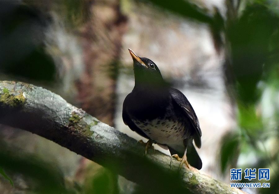 （環(huán)境）（5）熱帶雨林 百鳥(niǎo)家園