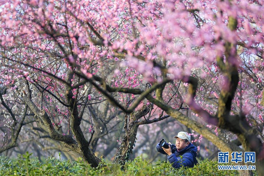 #（社會(huì)）（1）江蘇南京：梅花綻放引客來