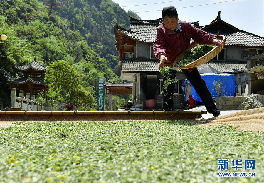 #（社會）（3）湖北宣恩：花草搓揉出的土家美味