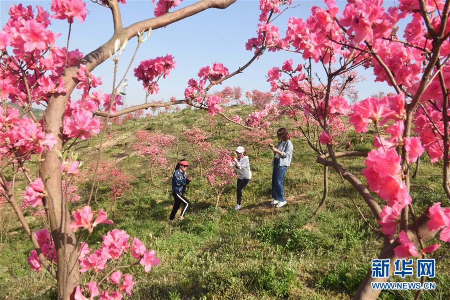 #（環(huán)境）（2）花開在四月