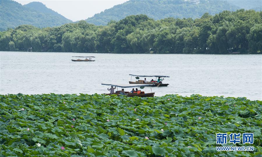 （環(huán)境）（4）西湖荷花盛開(kāi)