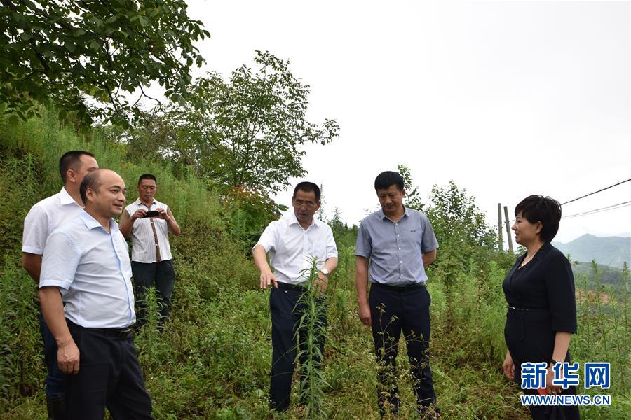 （新華全媒頭條·圖文互動）（3）安吉白茶奔向扶貧一線——浙江黃杜村農民黨員先富幫后富向貧困地區(qū)捐贈“扶貧苗”