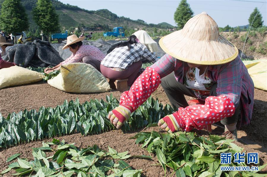 （新華全媒頭條·圖文互動）（7）安吉白茶奔向扶貧一線——浙江黃杜村農民黨員先富幫后富向貧困地區(qū)捐贈“扶貧苗”