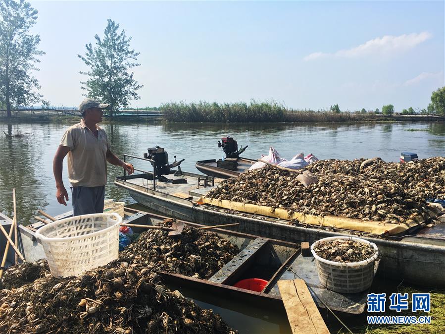 （新華視點(diǎn)·圖文互動(dòng)）（1）上游洪水來(lái)襲下游魚(yú)蟹死亡，泄洪為何變泄污？