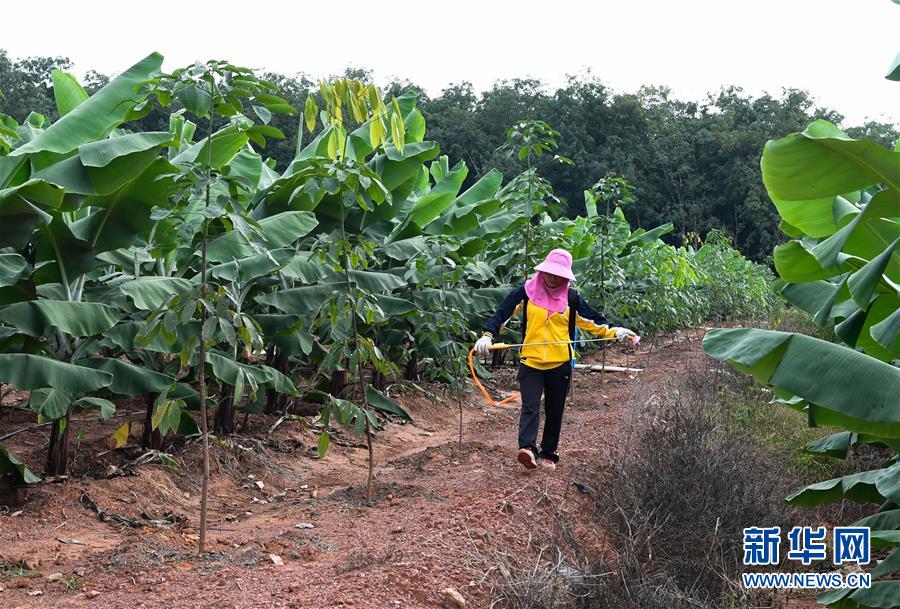 （百城百縣百企調(diào)研行·圖文互動(dòng)）（6）海南農(nóng)墾：農(nóng)業(yè)“國家隊(duì)”打贏改革“翻身仗”