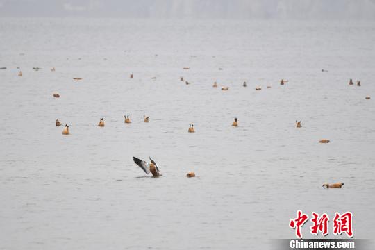 圖為在納帕海濕地棲息的候鳥(niǎo)。　劉冉陽(yáng) 攝