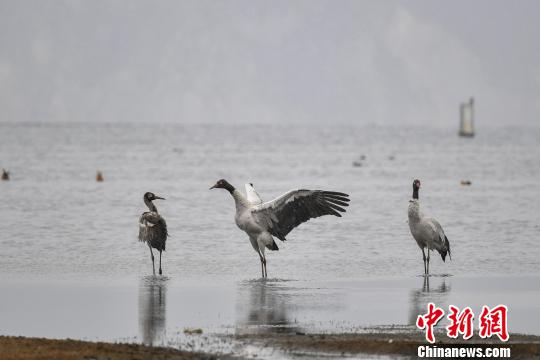 圖為在納帕海濕地棲息的黑頸鶴?！⑷疥?yáng) 攝