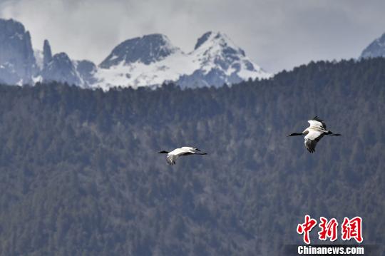 圖為在納帕海濕地上空飛翔的黑頸鶴。　劉冉陽(yáng) 攝