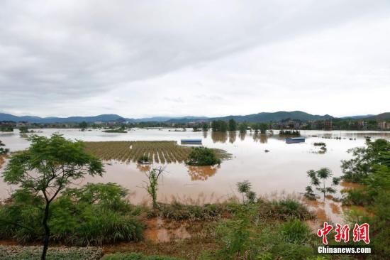 資料圖：湖南省臨武縣武水鎮(zhèn)、南強(qiáng)鎮(zhèn)、汾市鎮(zhèn)、水東鎮(zhèn)、金江鎮(zhèn)等鄉(xiāng)鎮(zhèn)遭遇特大暴雨襲擊，導(dǎo)致大量民房和農(nóng)田被淹。據(jù)不完全統(tǒng)計(jì)，該縣數(shù)千戶民房被淹，數(shù)十萬畝農(nóng)田、果園、煙田被淹斷收，直接經(jīng)濟(jì)損失達(dá)數(shù)千萬元。災(zāi)情發(fā)生后，當(dāng)?shù)卣跋嚓P(guān)部門第一時(shí)間奔赴受災(zāi)鄉(xiāng)鎮(zhèn)轉(zhuǎn)移群眾，察看災(zāi)情并積極組織村民排澇自救、發(fā)放救災(zāi)物資、開展保險(xiǎn)理賠等工作。目前救災(zāi)工作正在有序進(jìn)行，無人員傷亡。唐盛歡 攝