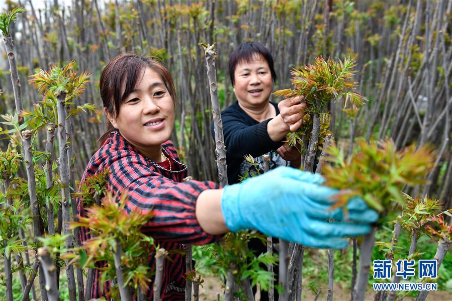 （在習(xí)近平新時(shí)代中國特色社會主義思想指引下——新時(shí)代新作為新篇章·圖文互動(dòng)）（1）中條山下綠意濃——一個(gè)“資源窮縣”的生態(tài)發(fā)展之路