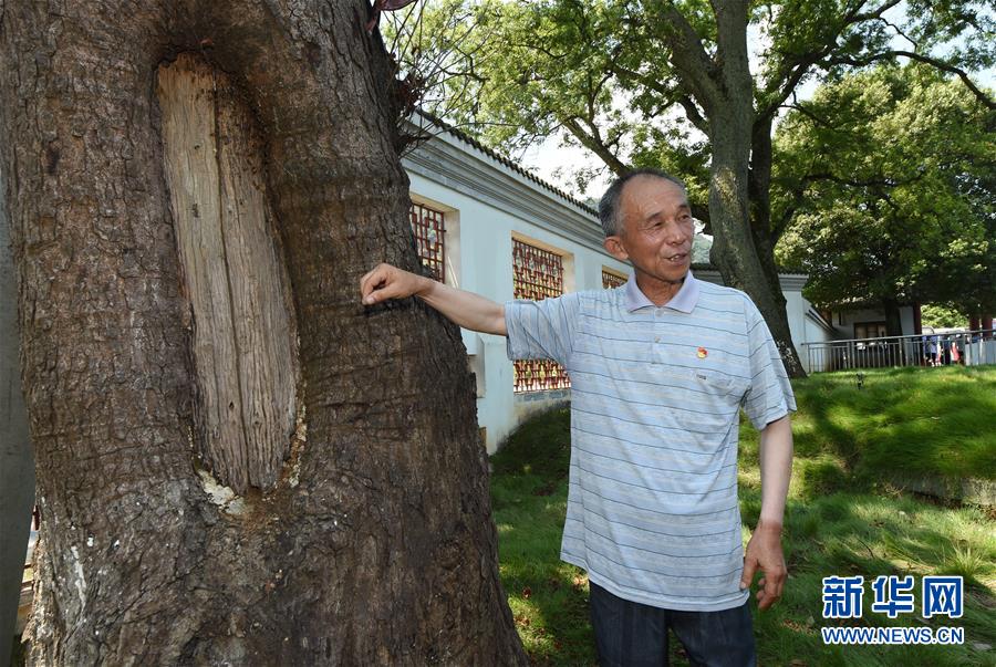 （壯麗70年·奮斗新時(shí)代——記者再走長征路·圖文互動）（2）“紅軍樹”下憶初心、守初心