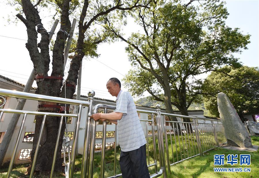 （壯麗70年·奮斗新時(shí)代——記者再走長征路·圖文互動）（5）“紅軍樹”下憶初心、守初心