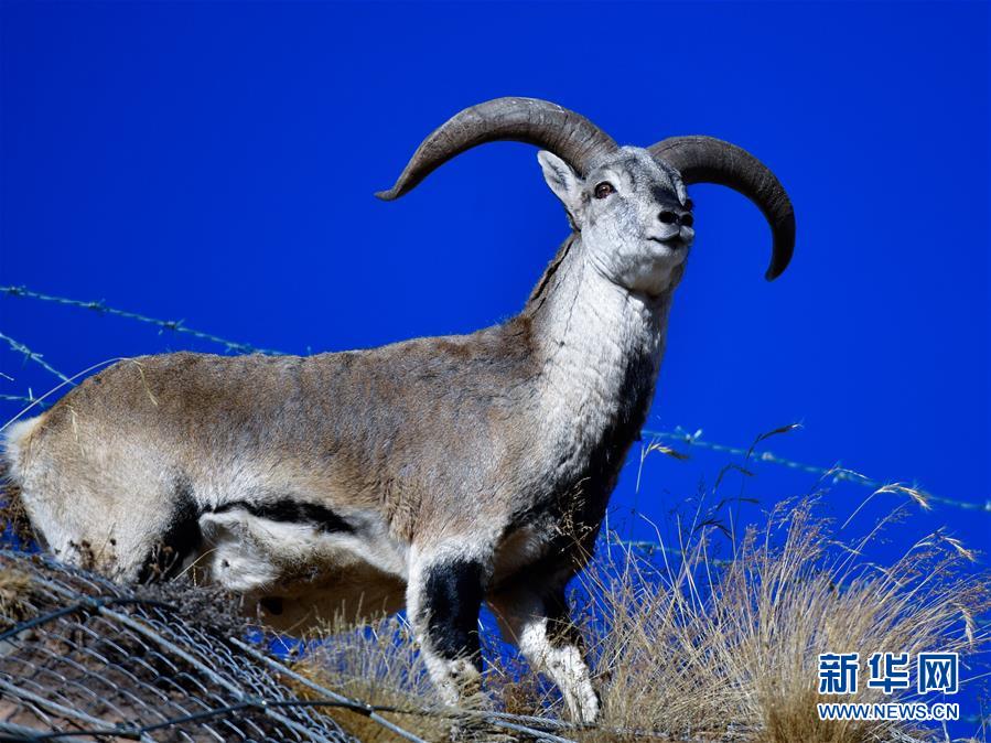 （行走中國·圖文互動）（6）青海三江源：在“神山圣湖”間尋覓“高原精靈”