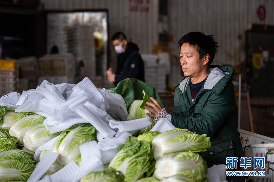 （抓好春耕備耕 穩(wěn)住農(nóng)業(yè)生產(chǎn)·圖文互動）（2）“栽種的是菜苗，收獲的是希望”——云南蔬菜集散地通?？h春耕見聞 