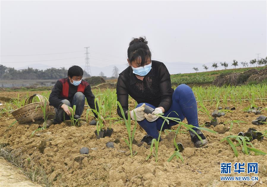 （在習近平新時代中國特色社會主義思想指引下——新時代新作為新篇章·習近平總書記關(guān)切事·圖文互動）（5）為農(nóng)田注入硬核生產(chǎn)力——一些地方春耕中農(nóng)業(yè)科技創(chuàng)新掃描