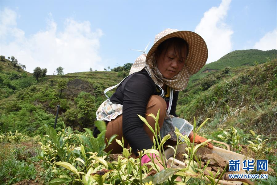 （新華全媒頭條·圖文互動(dòng)）（14）初夏，循著總書記的腳步探訪產(chǎn)業(yè)扶貧新事