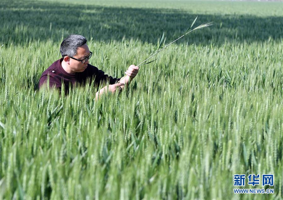 （在習(xí)近平新時(shí)代中國(guó)特色社會(huì)主義思想指引下——新時(shí)代新作為新篇章·習(xí)近平總書記關(guān)切事·圖文互動(dòng)）（5）新農(nóng)事、新希望——夏收前田間新動(dòng)態(tài)掃描