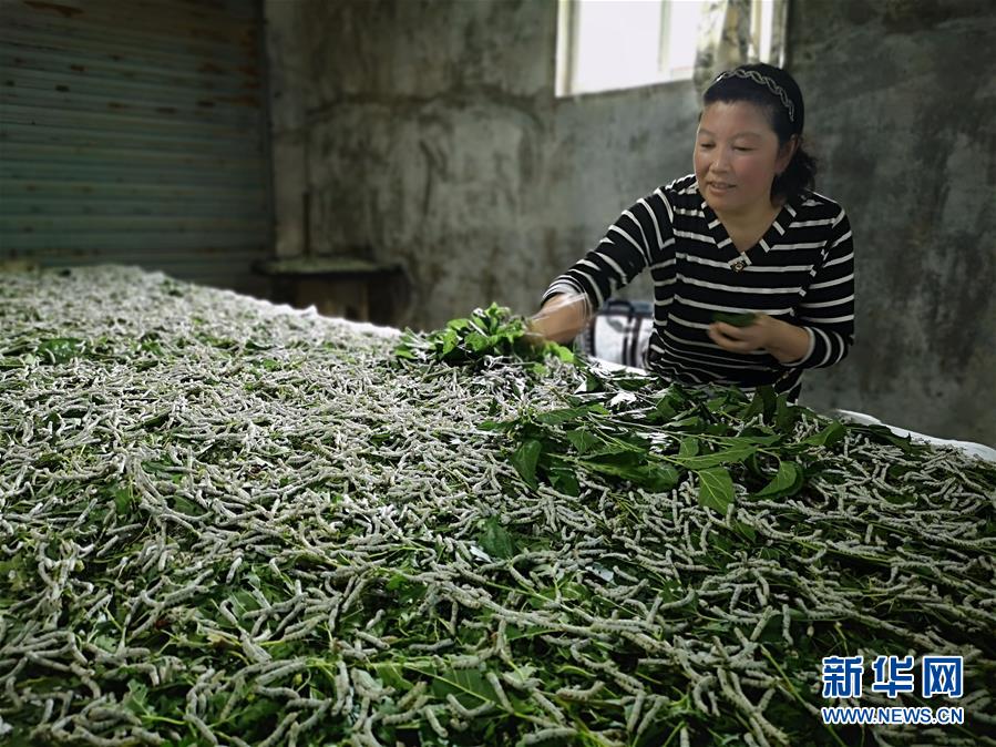 （決戰(zhàn)決勝脫貧攻堅·圖文互動）（1）桑蠶養(yǎng)殖助力太行山區(qū)農(nóng)戶增收