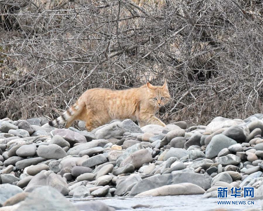 （圖文互動）（1）祁連山國家公園首個荒漠貓專項調(diào)查取得階段性成果