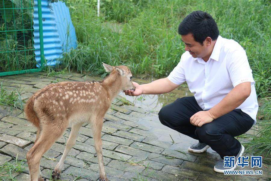 （防汛抗洪·圖文互動(dòng)）（2）洞庭湖洪水中的野生動(dòng)物“生死營(yíng)救”