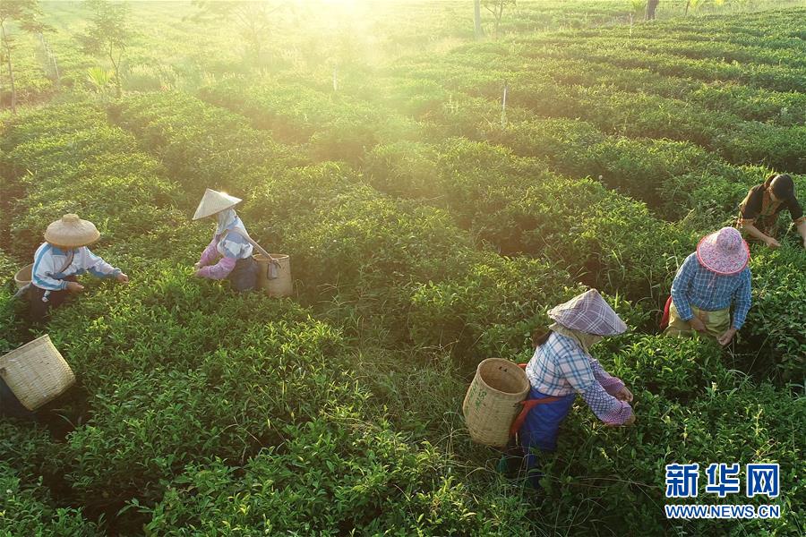 （新華全媒頭條·走向我們的小康生活·圖文互動）（7）留住鄉(xiāng)愁留住美——千村競秀綴瓊州