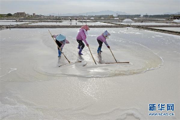 #（社會(huì)）（1）福建泉州：防御臺(tái)風(fēng) 搶收原鹽