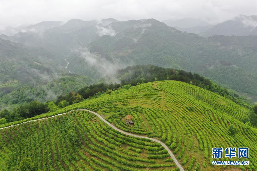 （走向我們的小康生活·圖文互動）（8）綠了青山，紅了日子——秦巴山區(qū)群眾繪出小康“調(diào)色板”