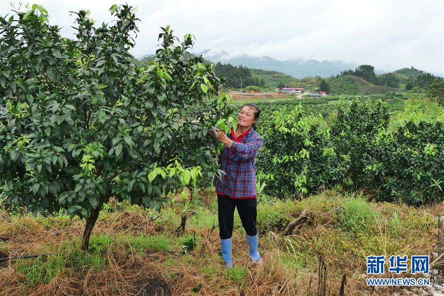 （決戰(zhàn)決勝脫貧攻堅·圖文互動）（10）同飲一江水 攜手“斬窮根”——深圳對口廣西河池、百色扶貧協(xié)作見聞