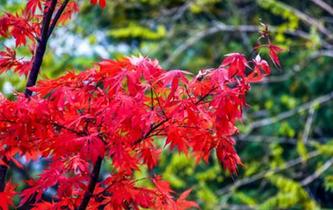 甘肅天水小隴山紅葉似火滿(mǎn)枝頭