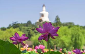 北海公園荷花盛開醉游人