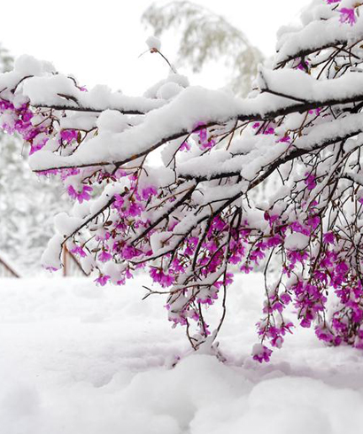 立夏時節(jié) 雪景如畫