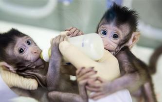 重大突破！兩只克隆猴在中國誕生