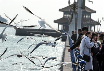 冬日棧橋觀海鷗