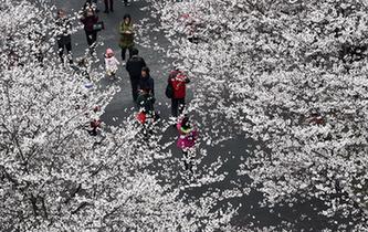 櫻花開 迎客來(lái)