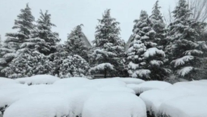 什么是冷流雪？為何煙臺、威海多發(fā)？