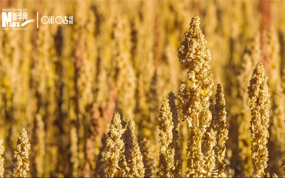 藜麥有極強的環(huán)境適應(yīng)能力和低成本、高回報的種植模式