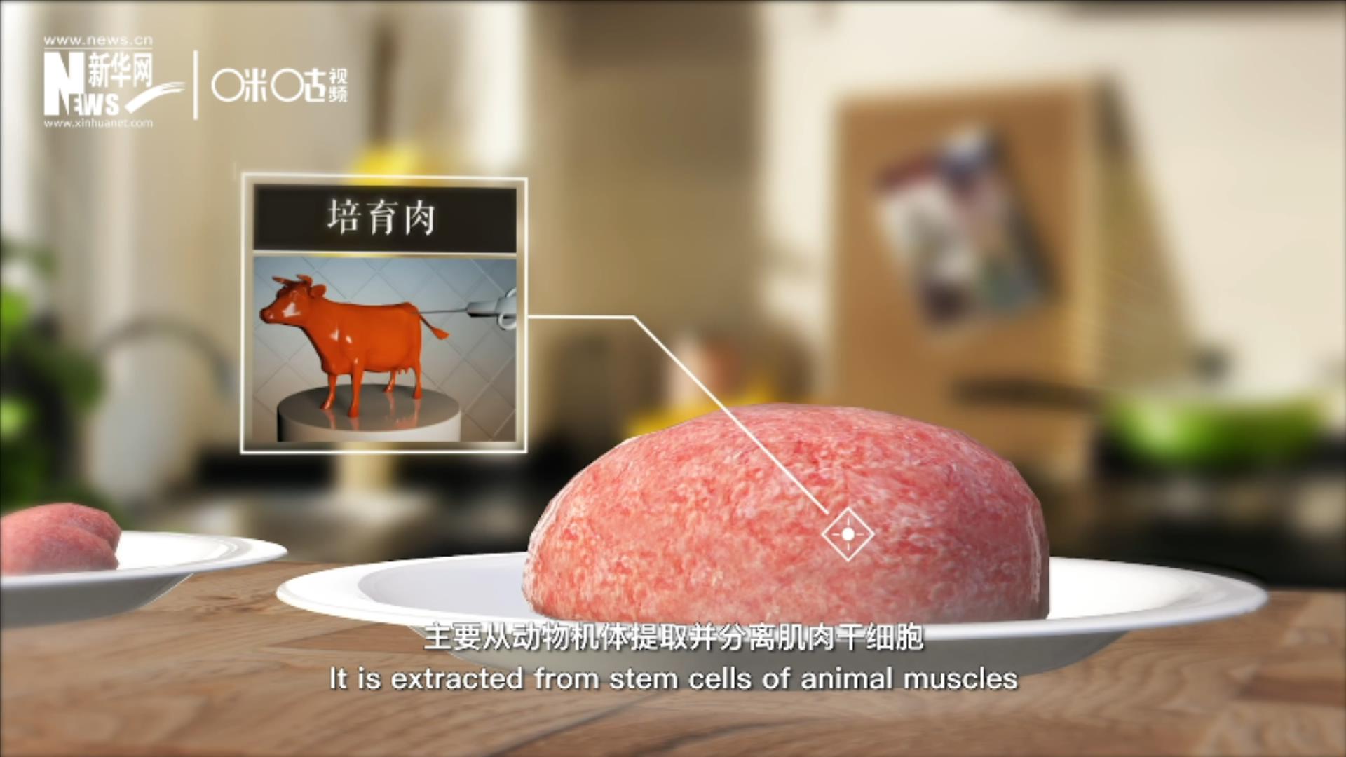 培育肉主要是從動物機體提取并分離肌肉干細胞，在實驗室里培養(yǎng)而成