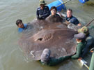 泰國(guó)捕獲全球最大淡水魚(yú)